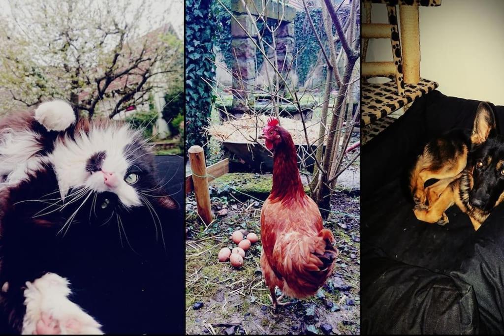 Gite Aux Sources D'Alsace ゾウルツマット エクステリア 写真